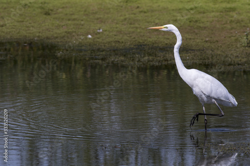 Great White Egret, Heron, looking left, with its left foot raised, while stalking a small pond