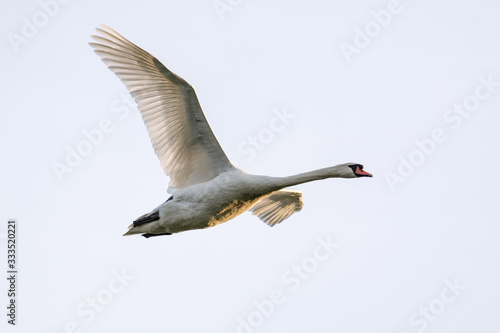 Mute Swan in Flight light coming through the primaries of the bird
