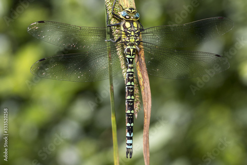 Southern Hawker Dragonfly Odonata - Aeshna cyanea - resting on hanging plant