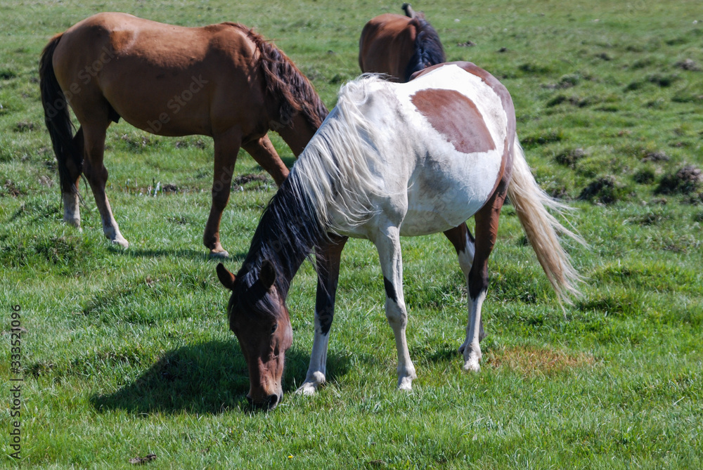 Horses grazing on Kyrgyz steppe, near Songkol lake, Kyrgyzstan. Horses grazing on Kyrgyz steppe, near Songkol lake, Kyrgyzstan.