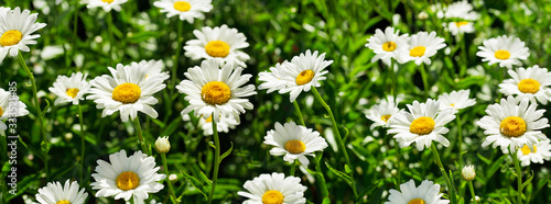 blooming daisy flowers in a field
