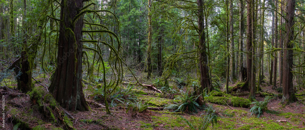 Beautiful Panoramic View of the Enchanted Rain Forest during a vibrant winter day. Taken in Belcarra, Vancouver, British Columbia, Canada. Nature Panorama Background