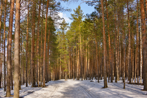 Pine trees on a snowy road in the forest lit by the bright sun under a blue sky.