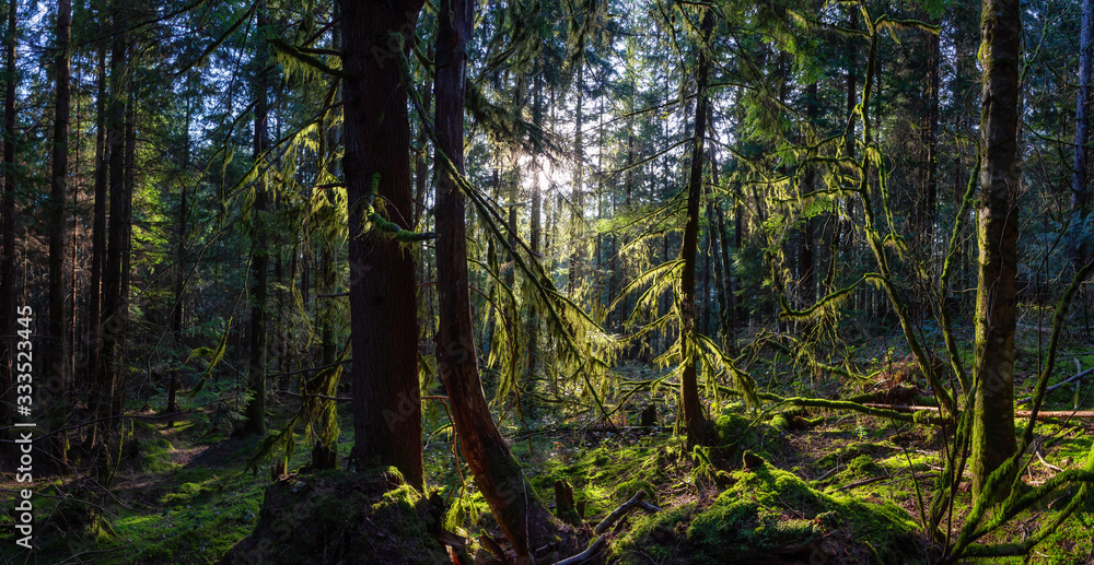 Fototapeta premium Beautiful Panoramic View of the Enchanted Rain Forest during a vibrant sunny winter day. Taken in Belcarra, Vancouver, British Columbia, Canada. Nature Panorama Background
