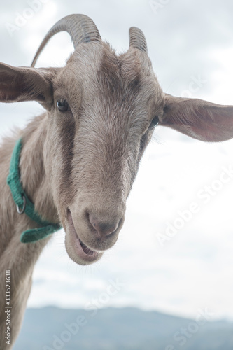 retrato cabra domesticada con collar alegre