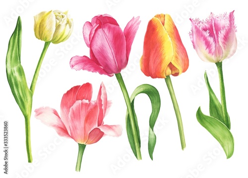 Watercolor tulips set isolated on white background. Hand drawn botanical illustration. #333523860