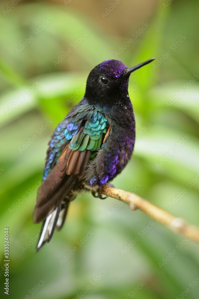 Fototapeta premium Best hummingbird in Costa Rica. Wildlife scene from nature. Birdwatching in South America, Trinidad, Tobago, Panama.