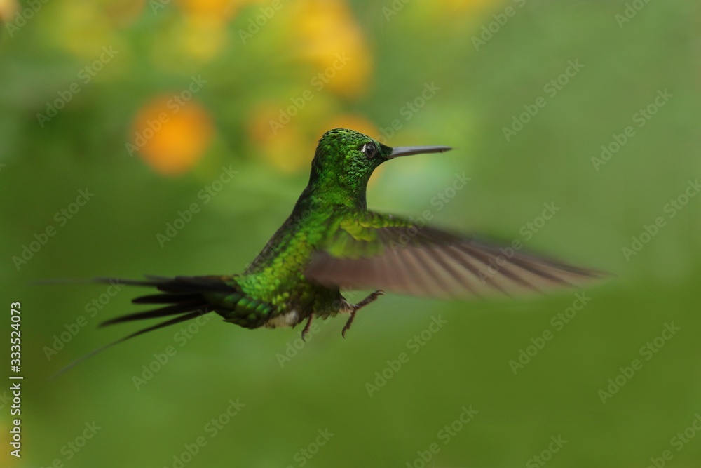 Fototapeta premium Best hummingbird in Costa Rica. Wildlife scene from nature. Birdwatching in South America, Trinidad, Tobago, Panama.
