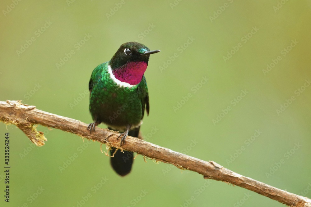 Best hummingbird in Costa Rica. Wildlife scene from nature. Birdwatching in South America, Trinidad, Tobago, Panama. Best hummingbird in Costa Rica. Wildlife scene from nature. Birdwatching in South America, Trinidad, Tobago, Panama.