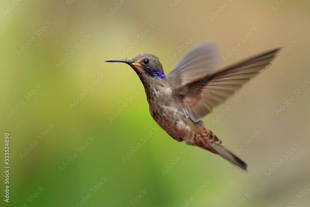 Fototapeta premium Best hummingbird in Costa Rica. Wildlife scene from nature. Birdwatching in South America, Trinidad, Tobago, Panama.