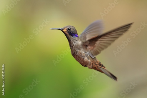 Best hummingbird in Costa Rica. Wildlife scene from nature. Birdwatching in South America, Trinidad, Tobago, Panama.