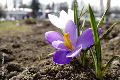 First crocuses in a public place in a city after winter photo