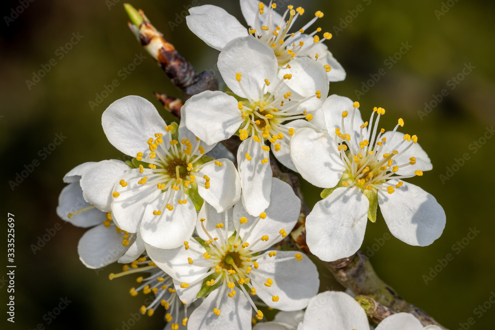 Blossoming white flowers of a plum tree in the afternoon sunlight Blossoming white flowers of a plum tree in the afternoon sunlight