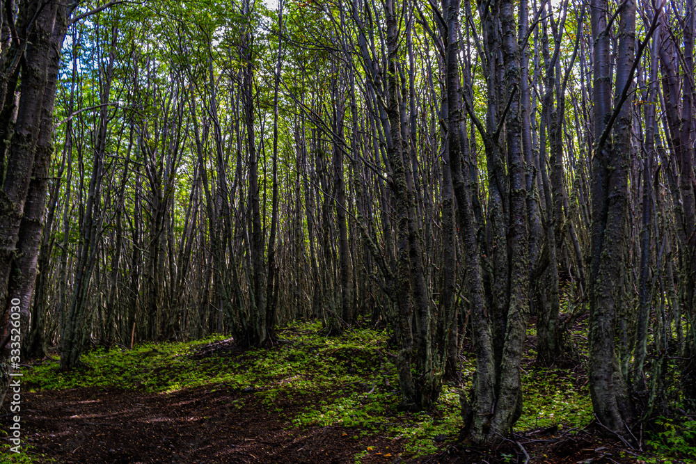 Naklejka premium Bosque Fueguino