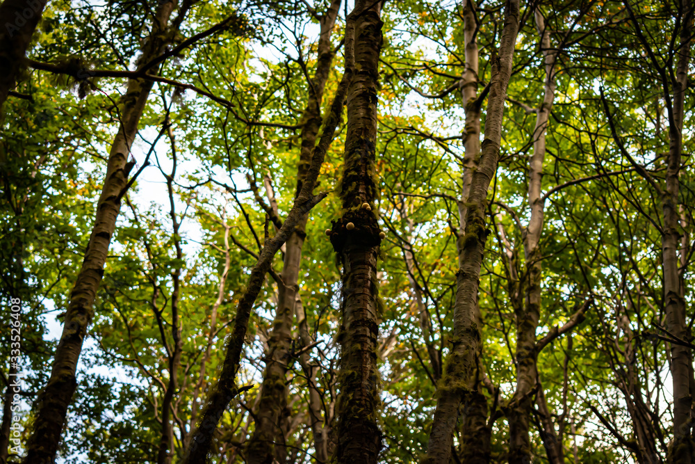 Obraz premium Bosque Fueguino