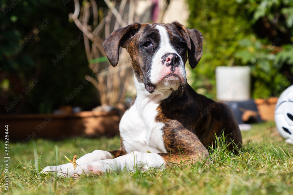 Cute and Adorable Baby Boxer Dog playing in outside during a vibrant sunny day. Taken in Vancouver, British Columbia, Canada.