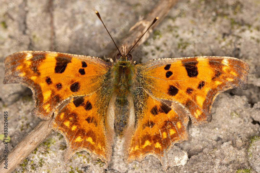 Comma Butterfly warming itself on the ground in the afternoon sun Comma Butterfly warming itself on the ground in the afternoon sun