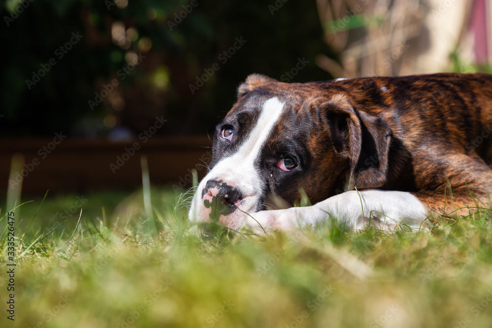 Cute and Adorable Baby Boxer Dog playing in outside during a vibrant sunny day. Taken in Vancouver, British Columbia, Canada. Cute and Adorable Baby Boxer Dog playing in outside during a vibrant sunny day. Taken in Vancouver, British Columbia, Canada.
