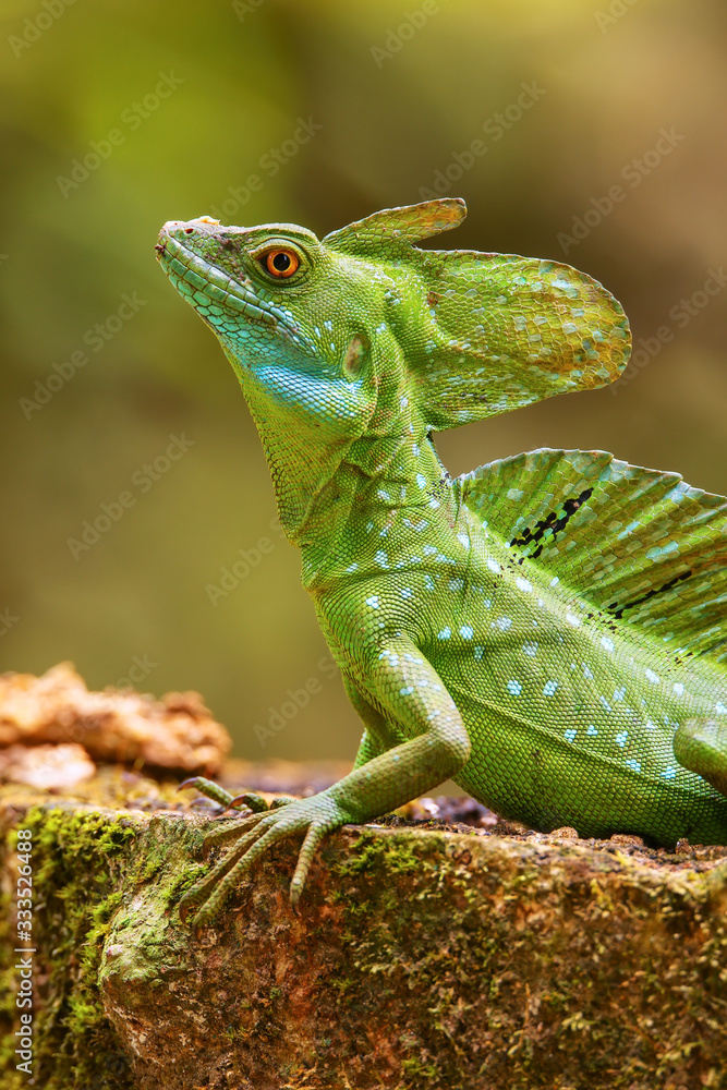 Male plumed basilisk (Basiliscus plumifrons) sitting on a stump Male plumed basilisk (Basiliscus plumifrons) sitting on a stump