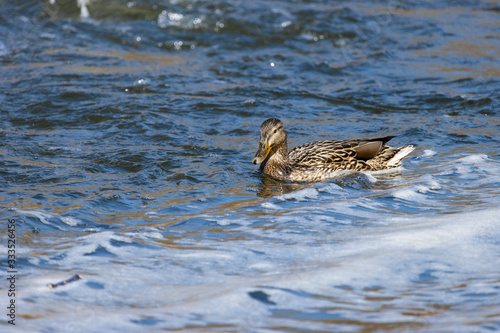 View of a duck floating on the river. (Anas platyrhynchos) © Martin