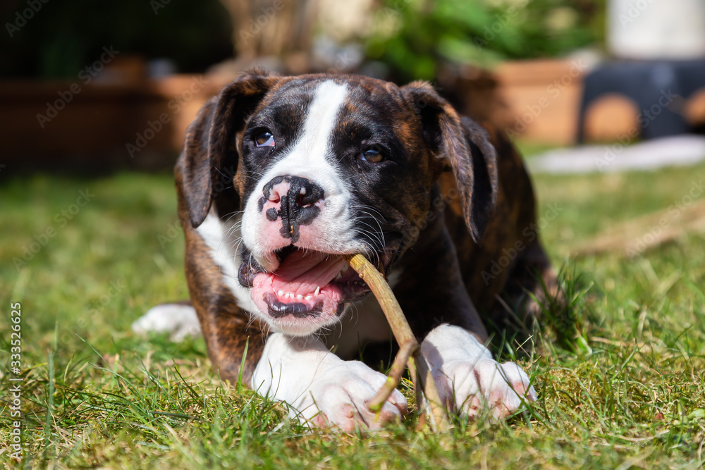 Cute and Adorable Baby Boxer Dog playing in outside during a vibrant sunny day. Taken in Vancouver, British Columbia, Canada.