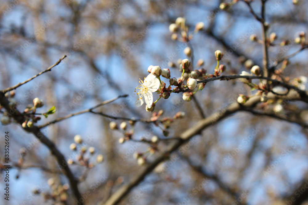 Picturesque blooming wild cherry flower on a branch with buds of unopened flowers close-up, on a blurred background of sky and branches. Picturesque blooming wild cherry flower on a branch with buds of unopened flowers close-up, on a blurred background of sky and branches.