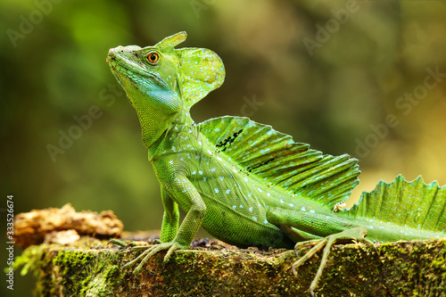 Bild auf Leinwand Male plumed basilisk (Basiliscus plumifrons) sitting on a stump
