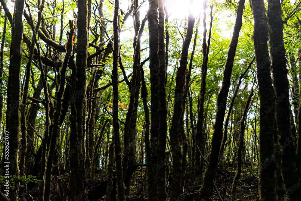 Obraz premium Bosque Fueguino