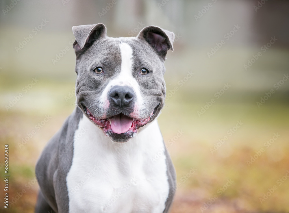 A friendly gray and white Pit Bull Terrier mixed breed dog with a happy expression