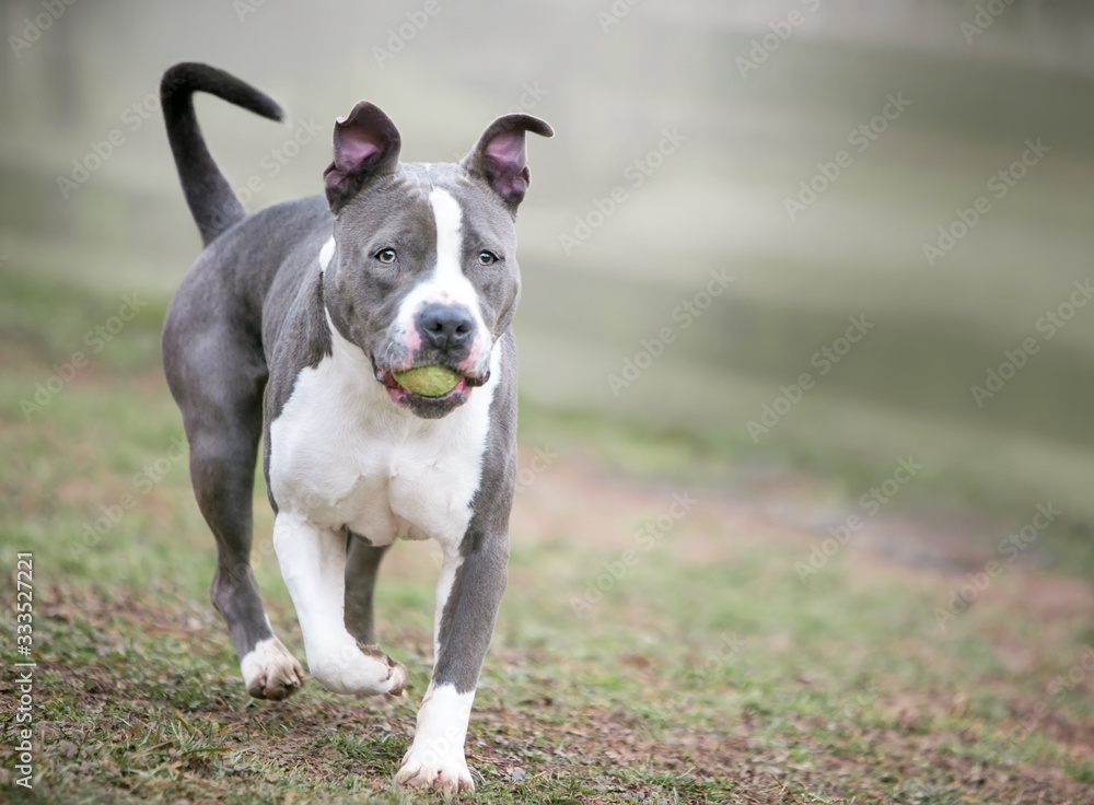 A playful gray and white Pit Bull Terrier mixed breed dog carrying a ball in its mouth A playful gray and white Pit Bull Terrier mixed breed dog carrying a ball in its mouth