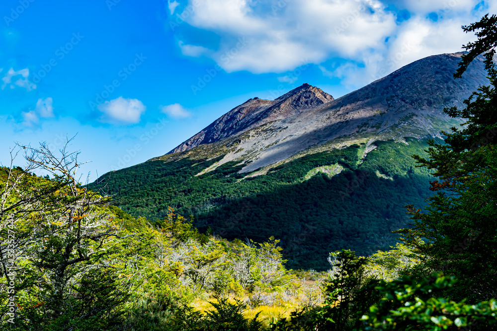 Bosque y montaña