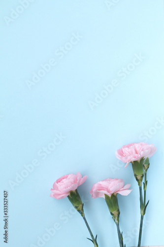 delicate beautiful light pink flowers carnations summer holiday mood