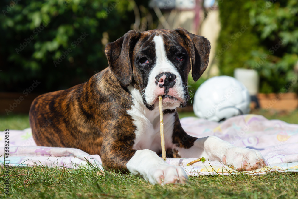 Cute and Adorable Baby Boxer Dog playing in outside during a vibrant sunny day. Taken in Vancouver, British Columbia, Canada.