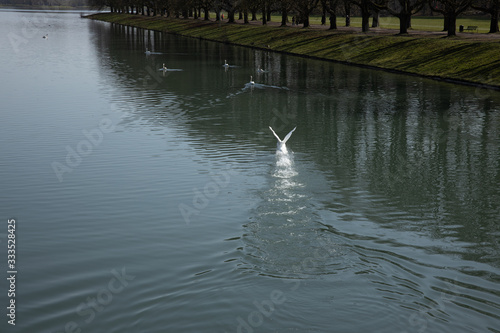 A swan is starting to fly out of water