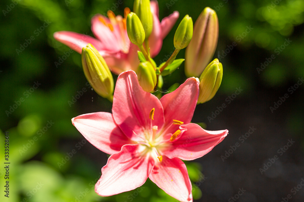Fototapeta premium pink lily flower