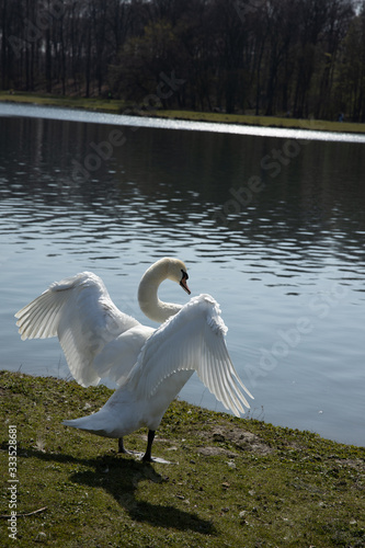 A white swan is posing and showing its wings