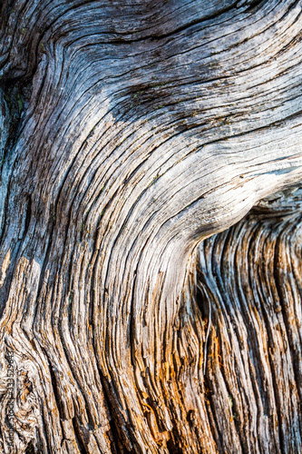 weathered wood texture close up
