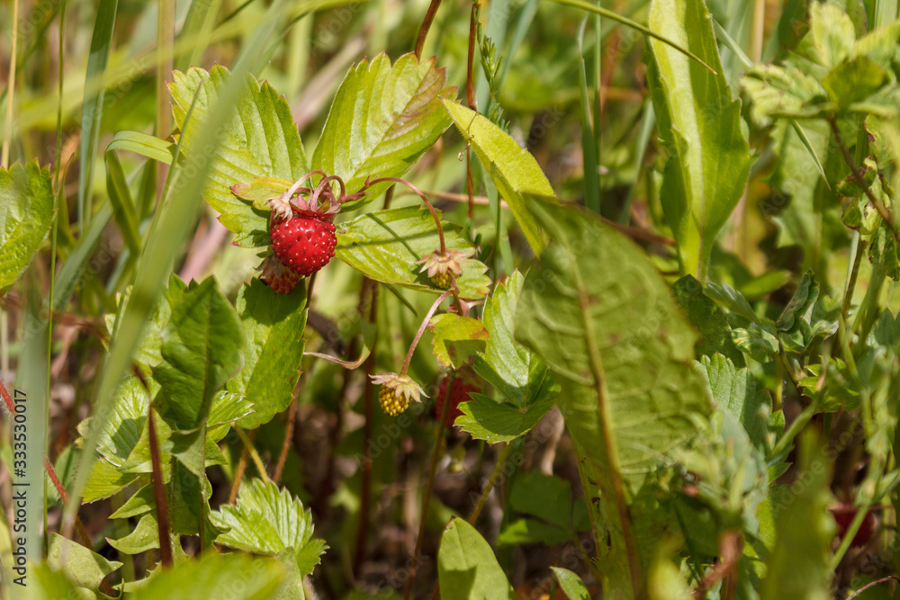 ripe red juicy sweet berry of wild strawberry field close-up, forest berries ripe red juicy sweet berry of wild strawberry field close-up, forest berries