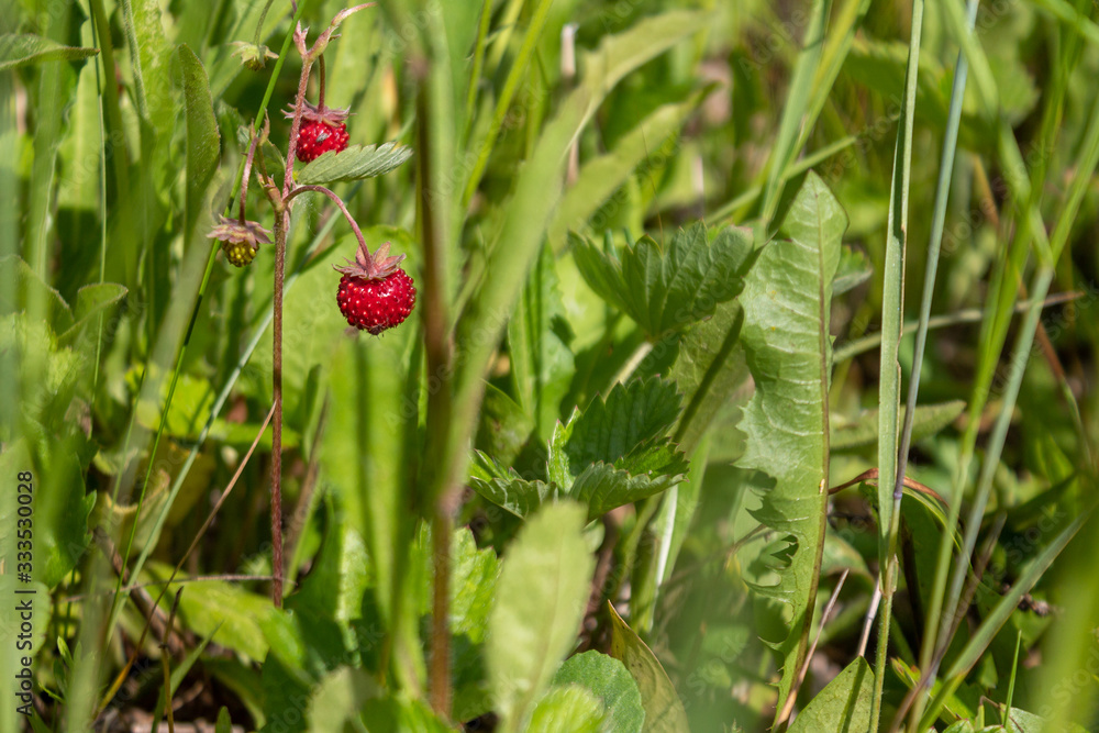 ripe red juicy sweet berry of wild strawberry field close-up, forest berries ripe red juicy sweet berry of wild strawberry field close-up, forest berries