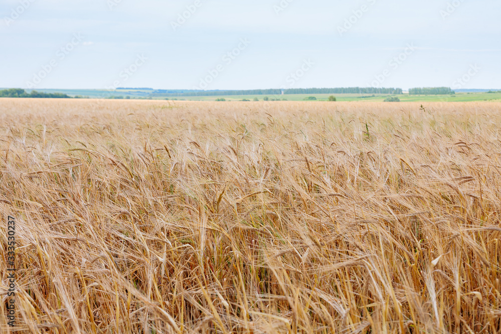 agricultural cultivated plant rye, rye field at sunset in sunlight, grain harvest, grain crops