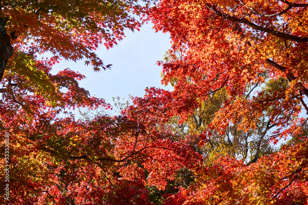 red maple leaves in autumn on a sunny day