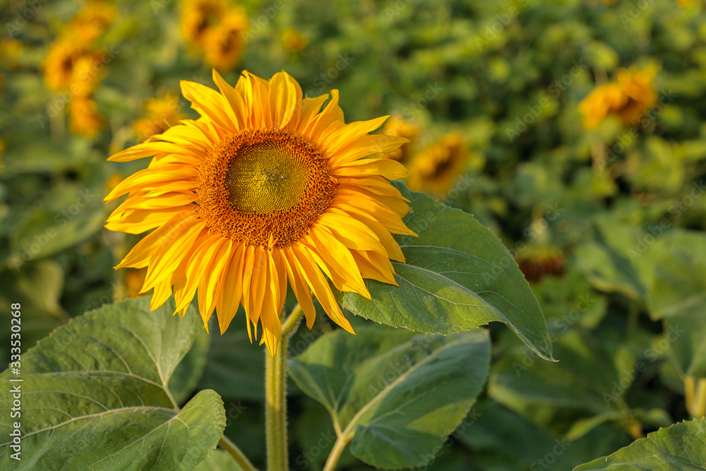 Obraz premium large annual forb of the genus helianthus grown as a crop for its edible oil and edible fruits, ripe sunflower plant close-up against a clear sky on a sunny summer day, agricultural sunflower field