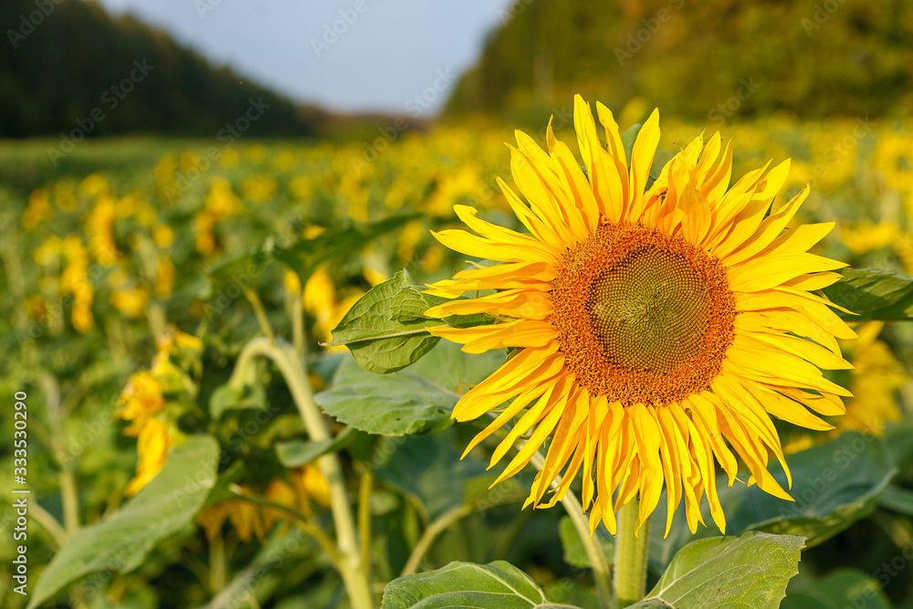 large annual forb of the genus helianthus grown as a crop for its edible oil and edible fruits, ripe sunflower plant close-up against a clear sky on a sunny summer day, agricultural sunflower field large annual forb of the genus helianthus grown as a crop for its edible oil and edible fruits, ripe sunflower plant close-up against a clear sky on a sunny summer day, agricultural sunflower field