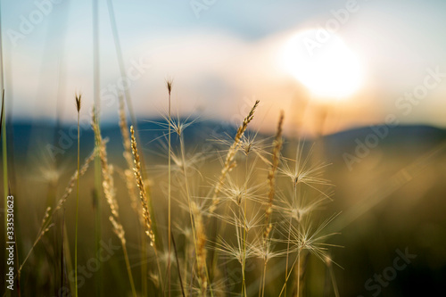 sunset over wheat field