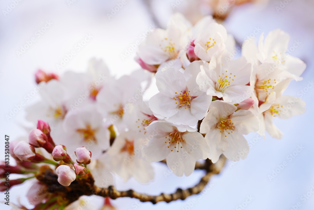 日本の春に咲くピンク色の桜