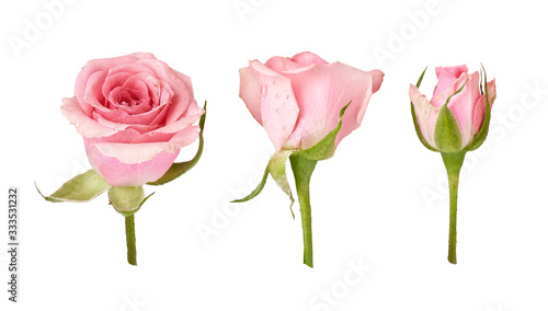 Photos Three beautiful rose flowers isolated on white background