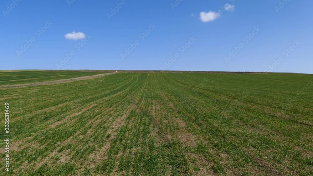 wheat cultivated agricultural land, wheat fields, wheat fields in spring, wheat cultivated agricultural land, wheat fields, wheat fields in spring,