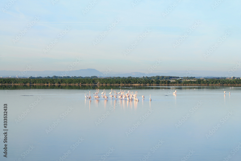 Palavas les Flots, Etang du Grec, Beautiful Pink flamingos in Camargue pond, botanical and zoological nature reserve in France Palavas les Flots, Etang du Grec, Beautiful Pink flamingos in Camargue pond, botanical and zoological nature reserve in France