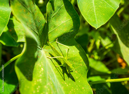 green leaf with grasshopper