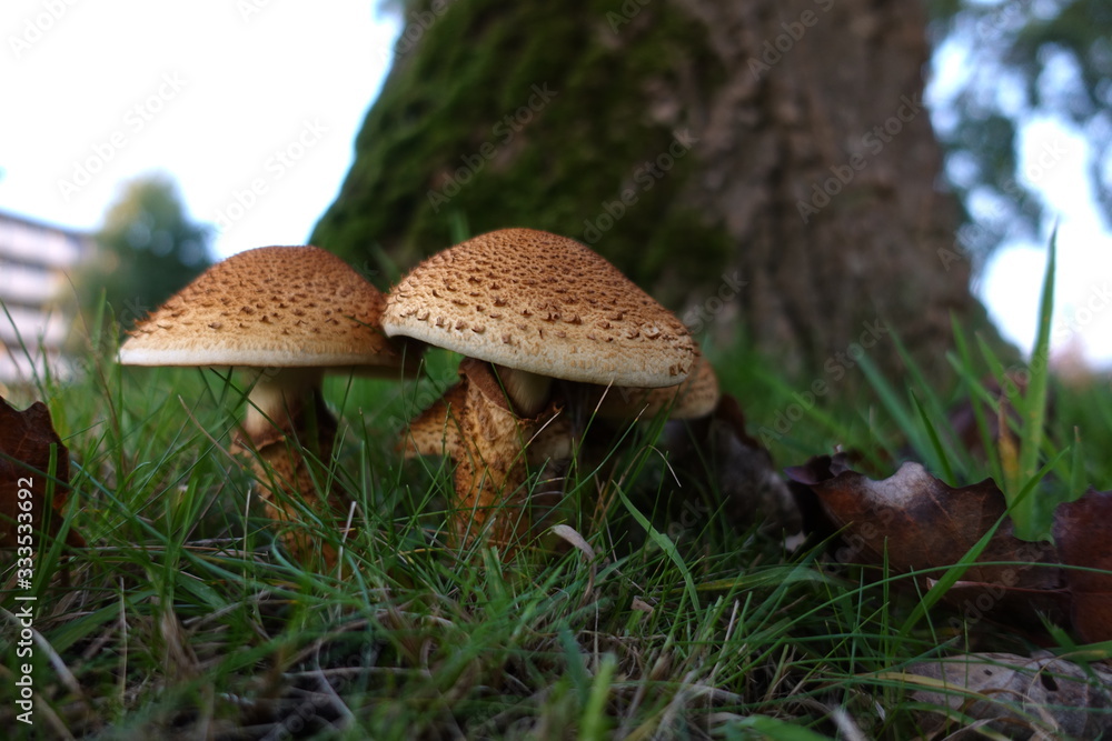 mushroom under the trees in the grass